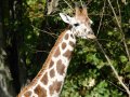 ZOO-Viden 24 srpen 2014 259.JPG